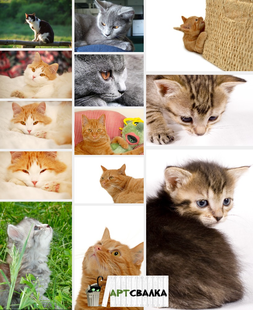Фотографии котов крупным планом | Pictures of cats close up